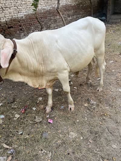 Gulabi bacha