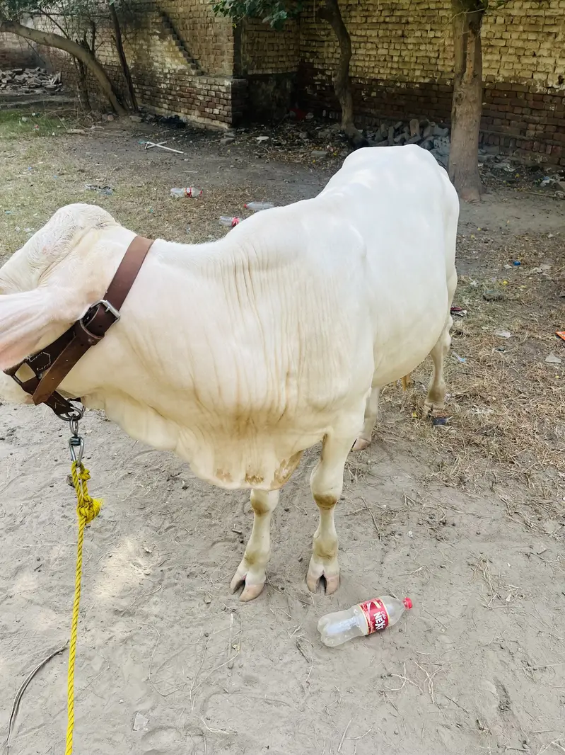Gulabi bacha — photo 2
