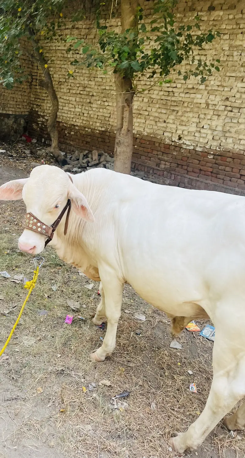 Gulabi bacha — photo 3