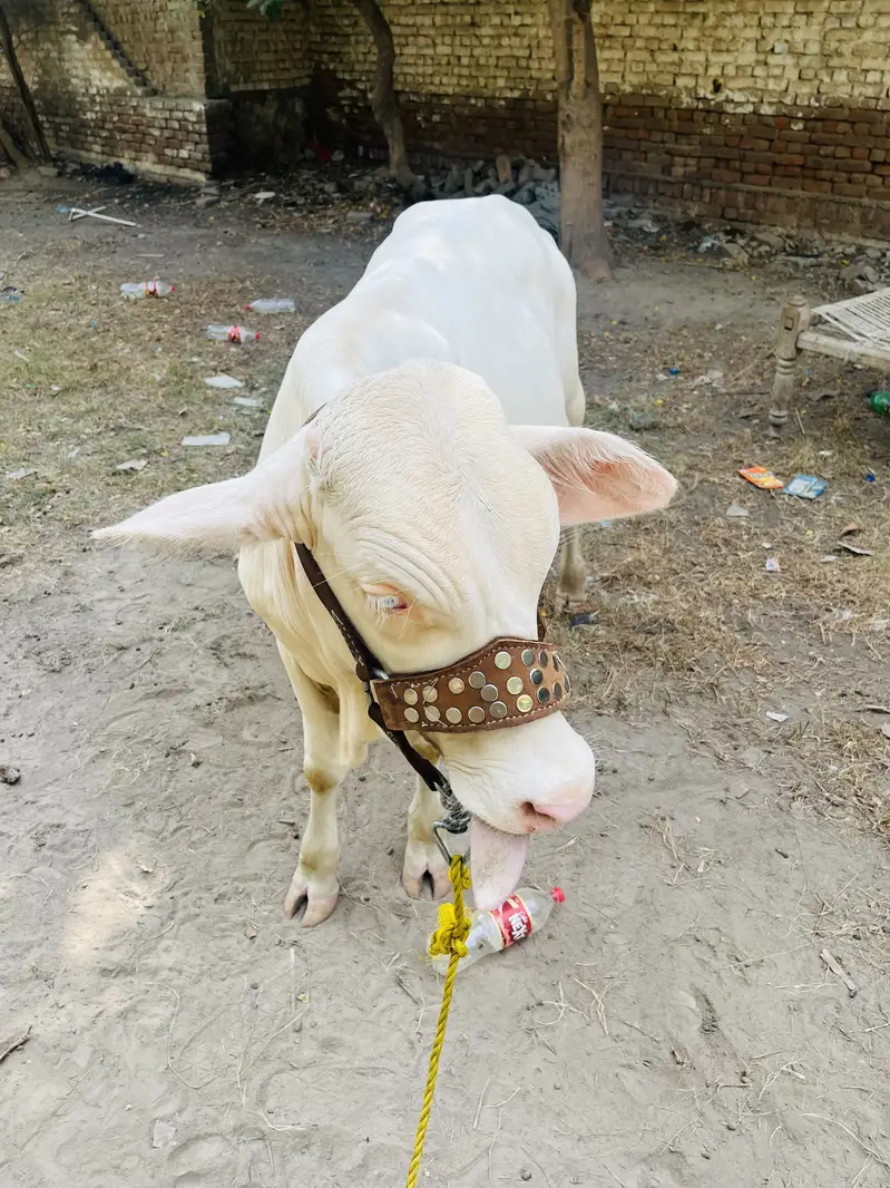 Gulabi bacha — photo 4