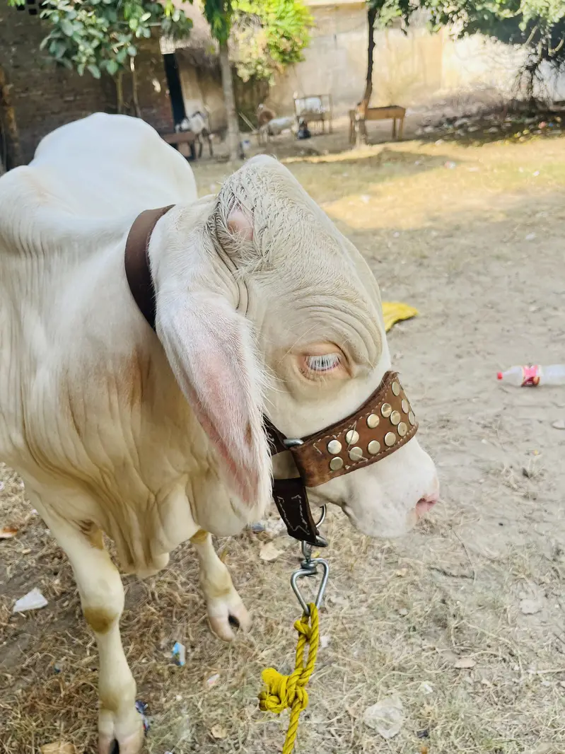 Gulabi bacha — photo 5