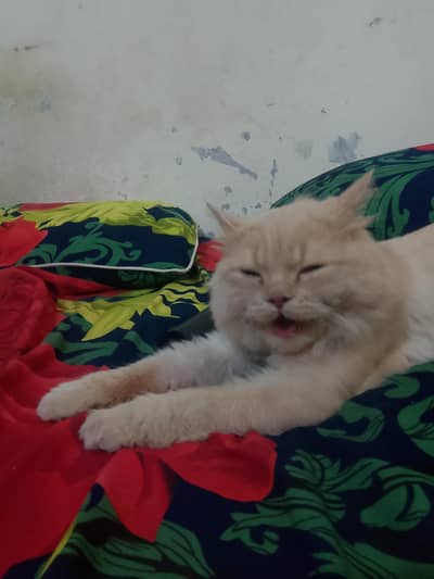 Lion head looking cat