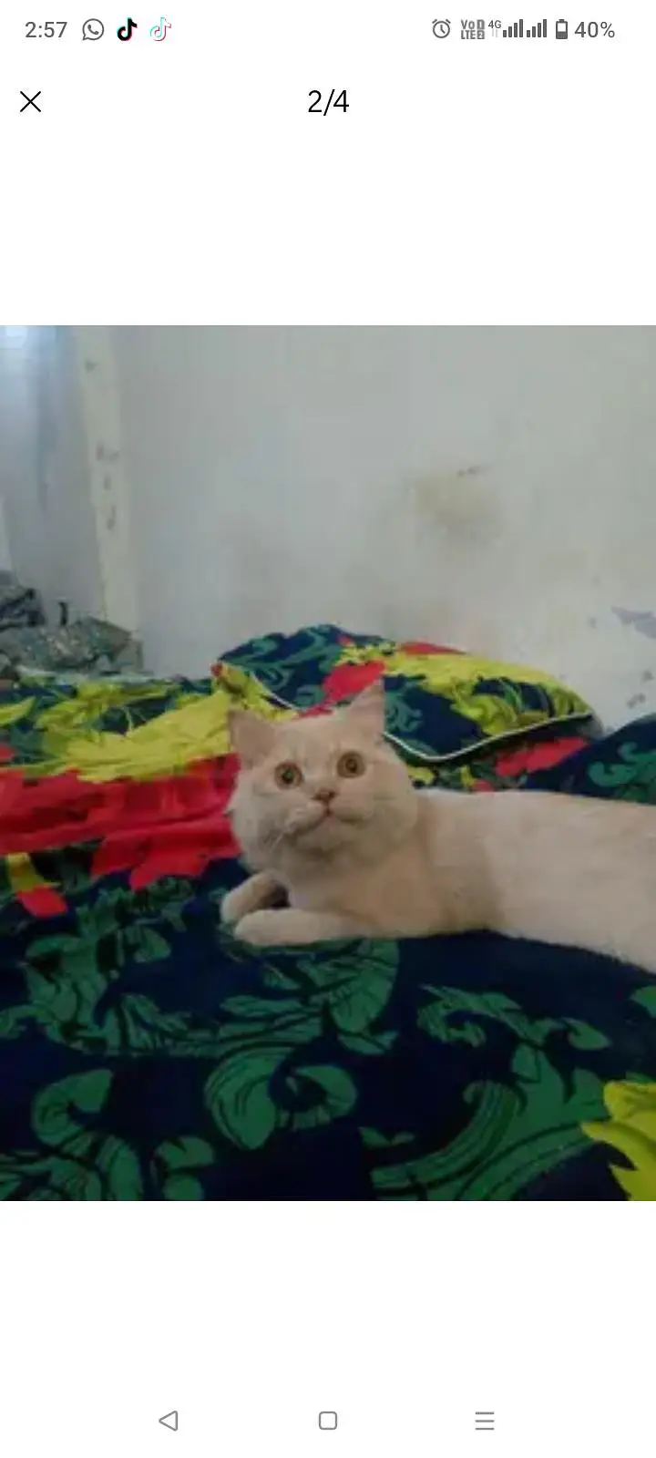Lion head looking cat — photo 2