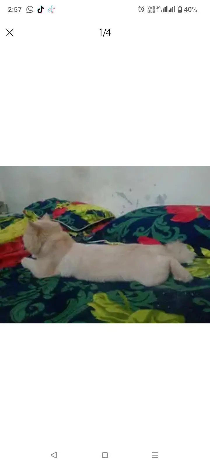 Lion head looking cat — photo 3