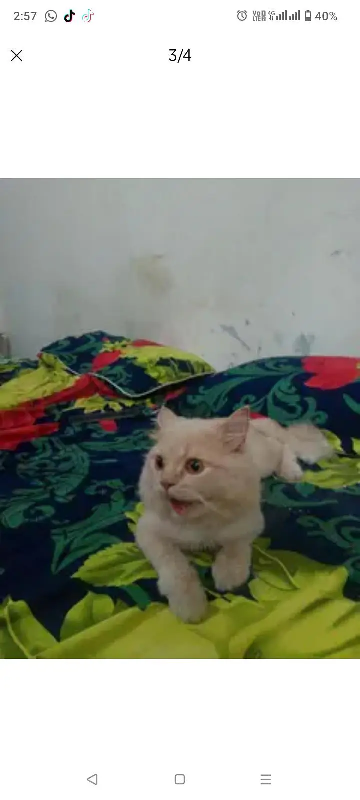 Lion head looking cat — photo 4