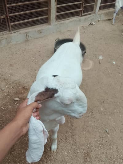 Pure gulabi cross bakri