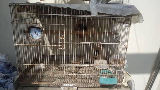 bird cage