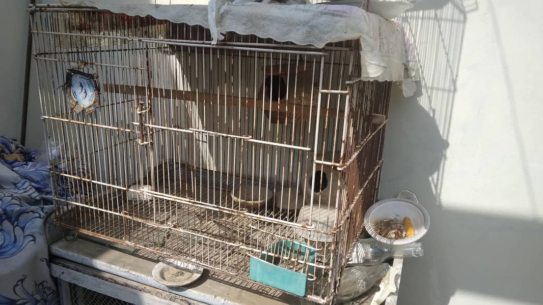 bird cage 1