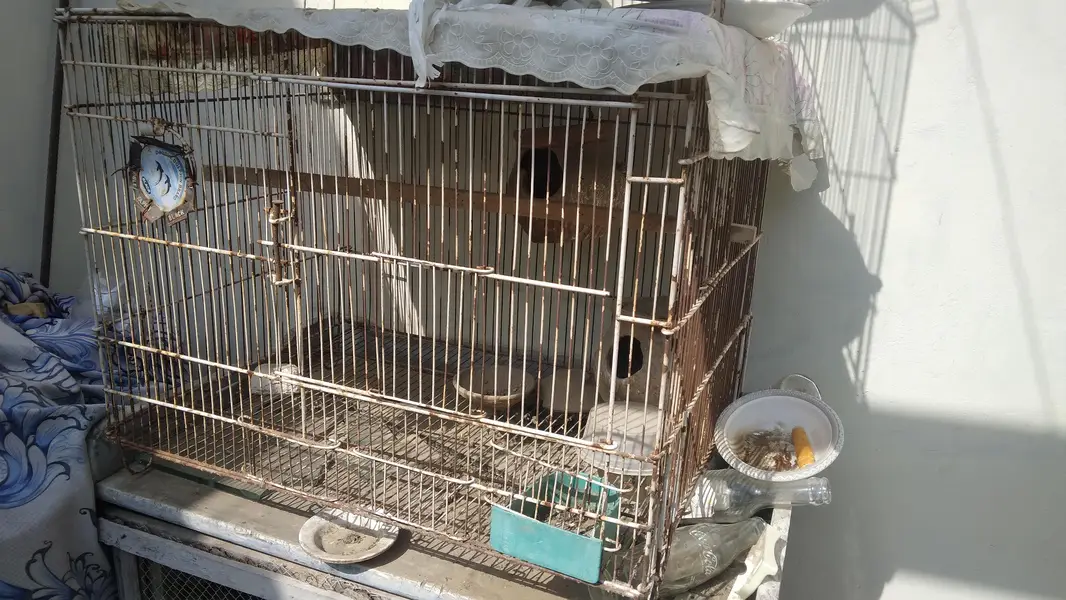 bird cage — photo 2