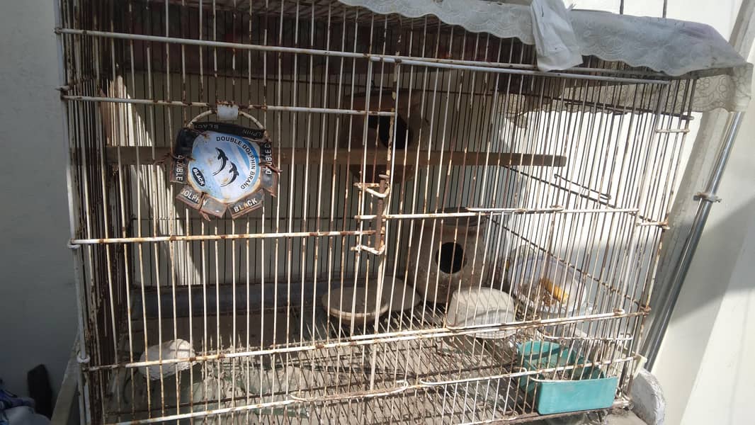 bird cage 2