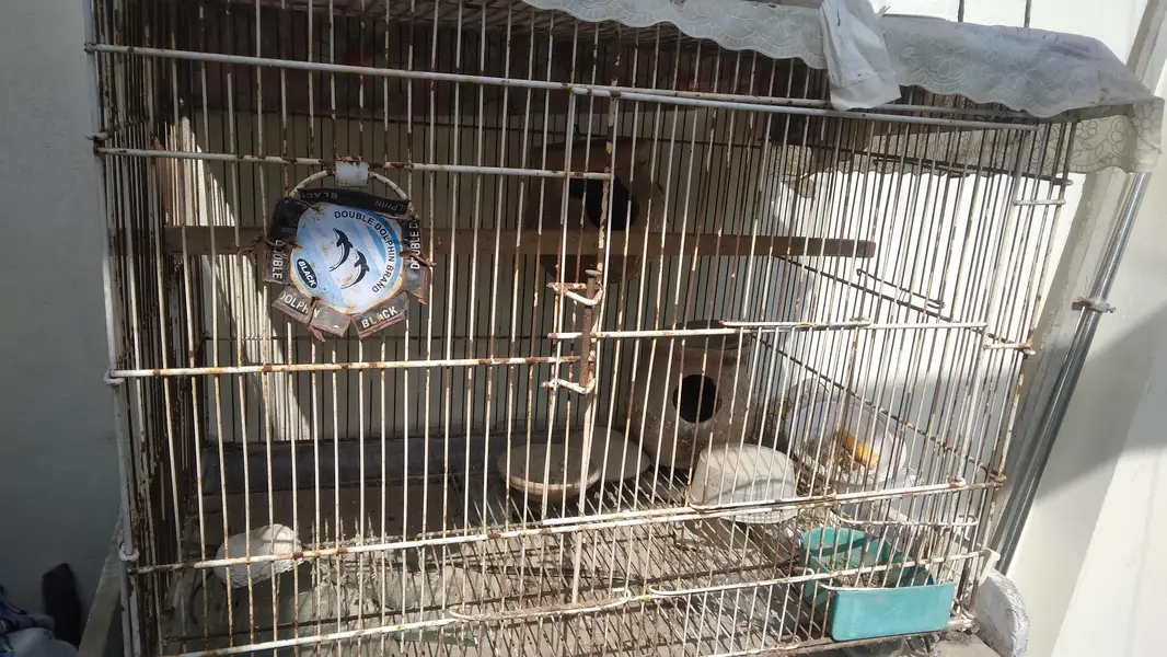bird cage — photo 3