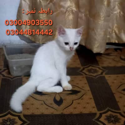 Persian Cat