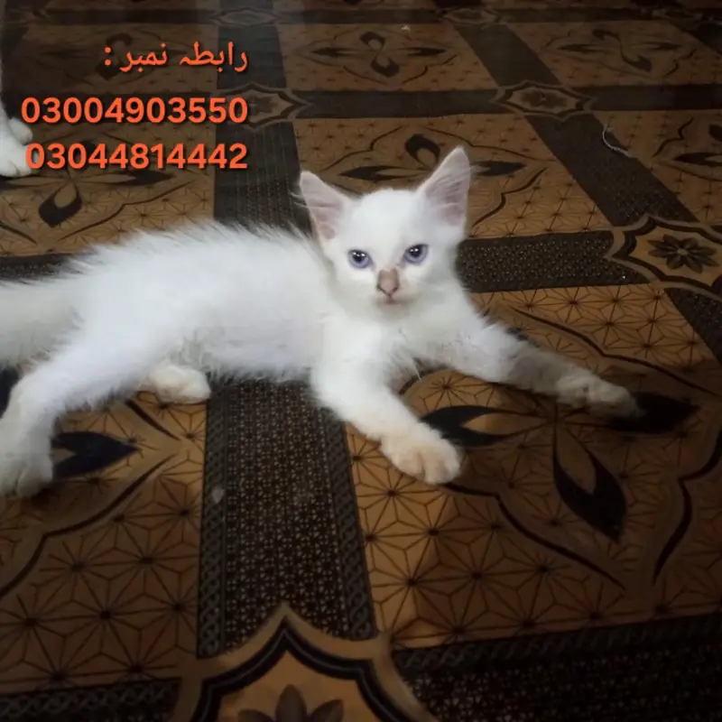Persian Cat — photo 2