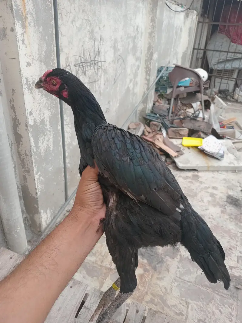 thai pakoi aseel — photo 2