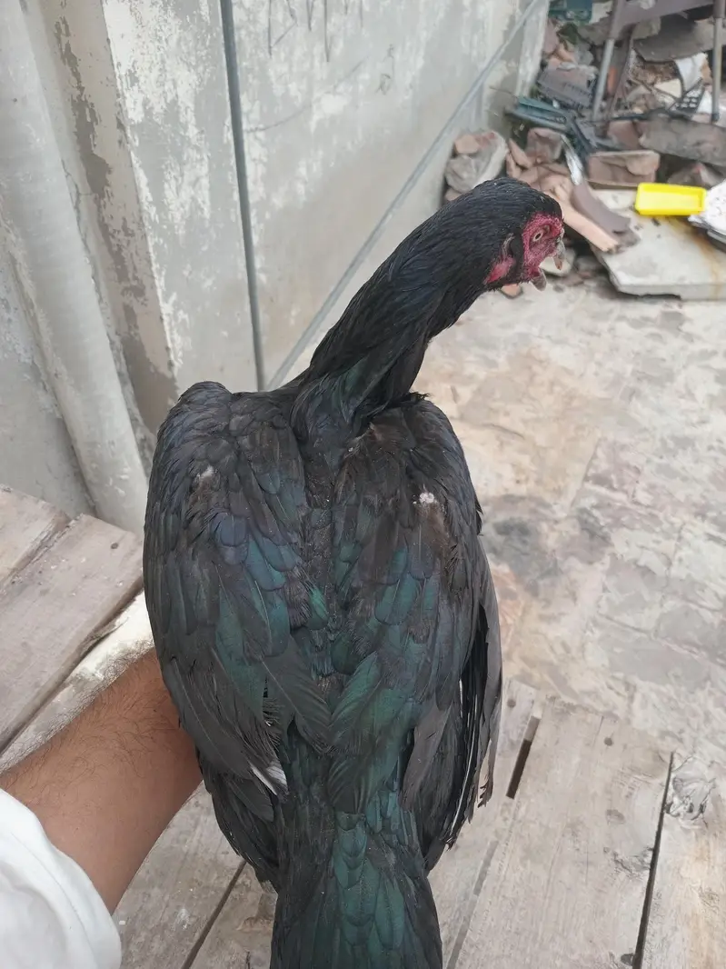 thai pakoi aseel — photo 3