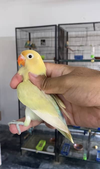 Lovebirds available for sale