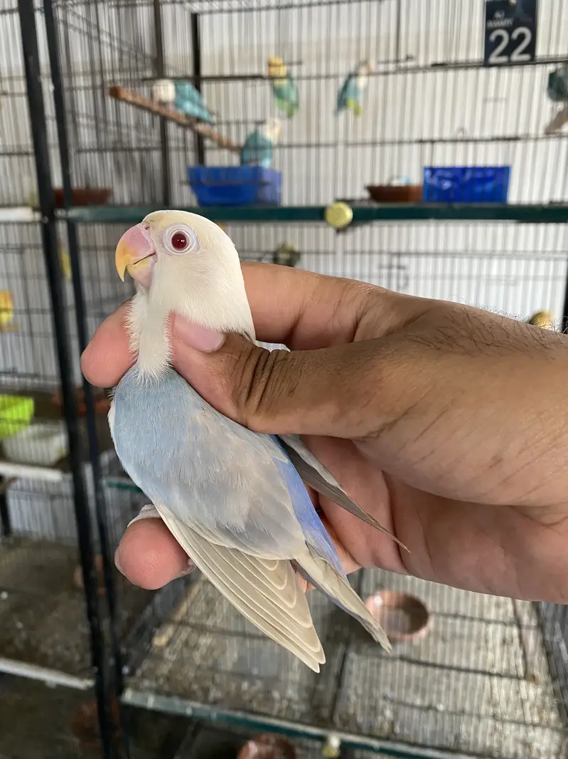 Lovebirds available for sale — photo 2
