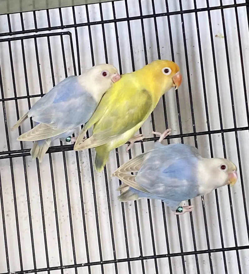 Lovebirds available for sale — photo 3