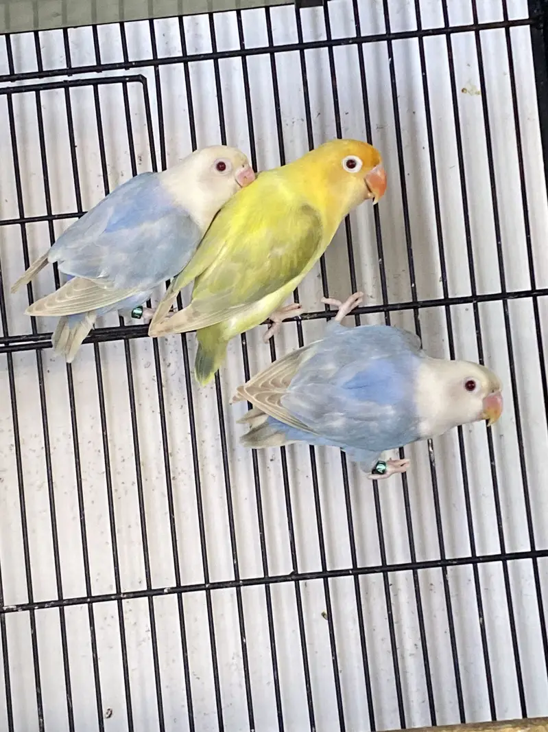 Lovebirds available for sale — photo 4