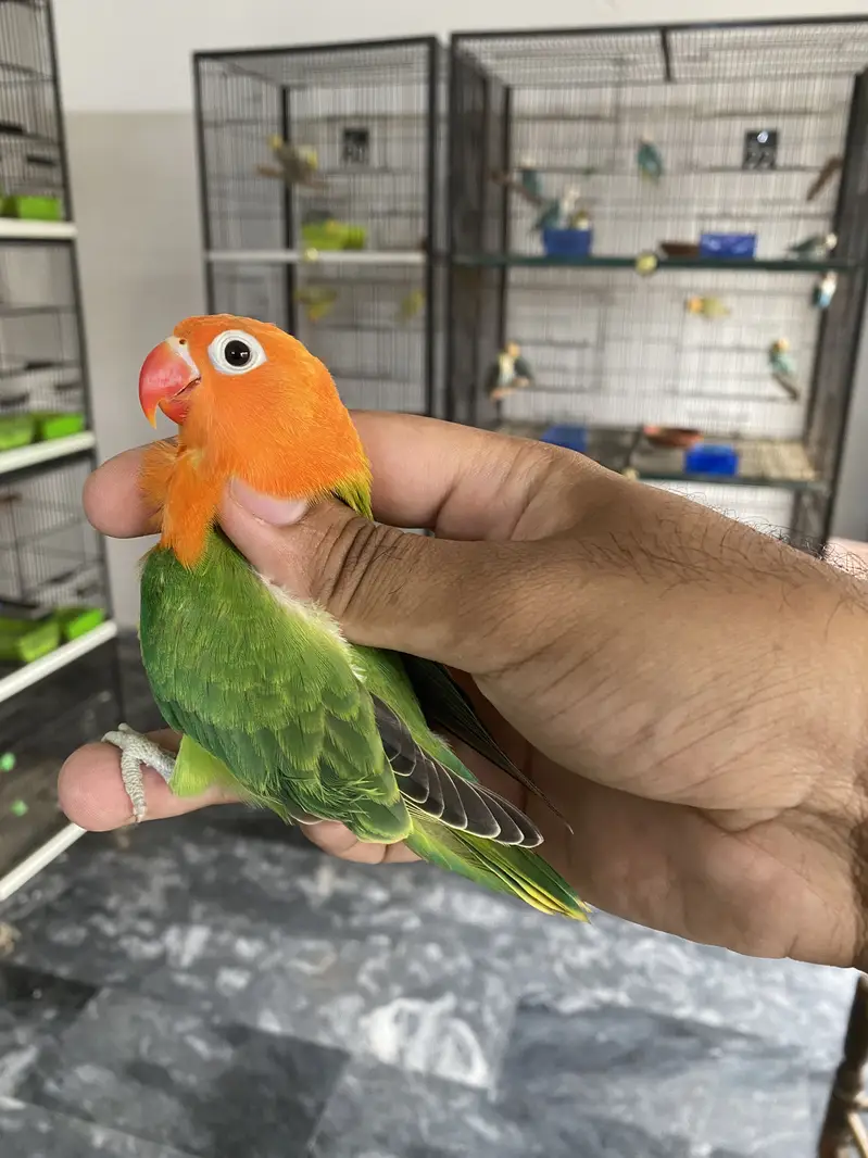 Lovebirds available for sale — photo 5
