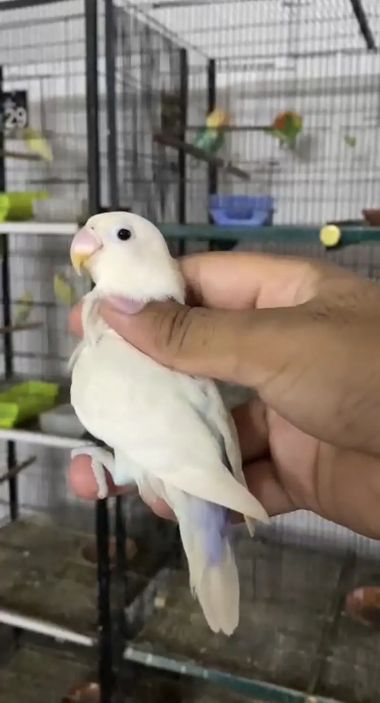 Lovebirds available for sale — photo 6