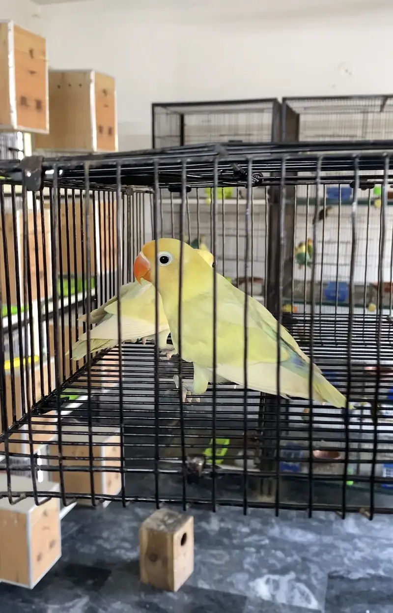 Lovebirds available for sale — photo 7