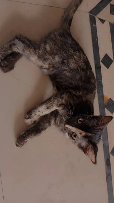kittens for sale