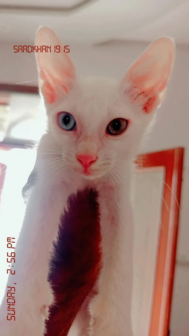 kittens for sale — photo 2
