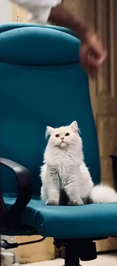 Male long coat Persian cat