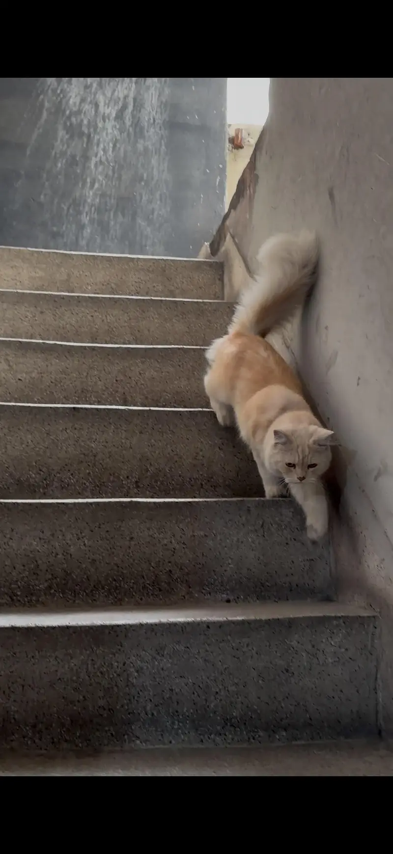 Male long coat Persian cat — photo 2