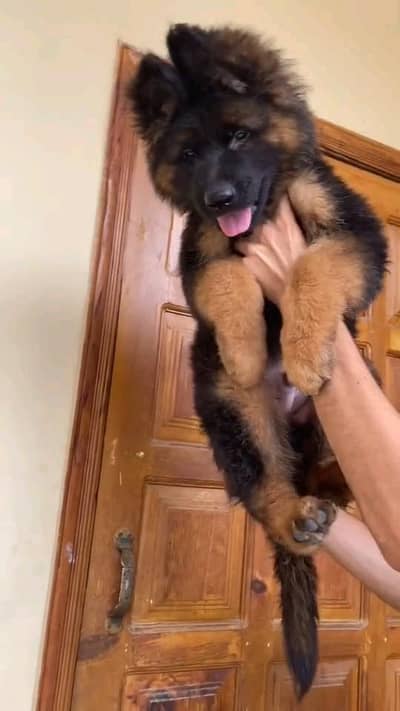 German shepherd puppie WhatsApp contact o344/17/52/88/two