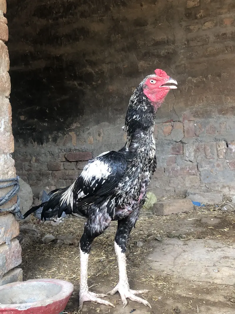 Aseel patha full mazboot — photo 2