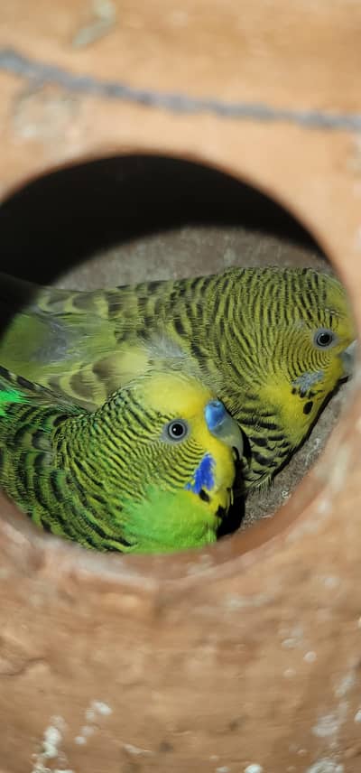 Australia parrots 