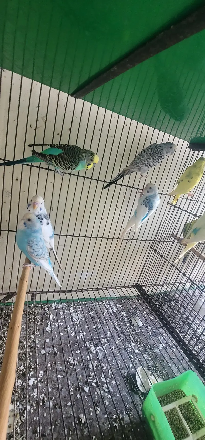 Australia parrots  — photo 3