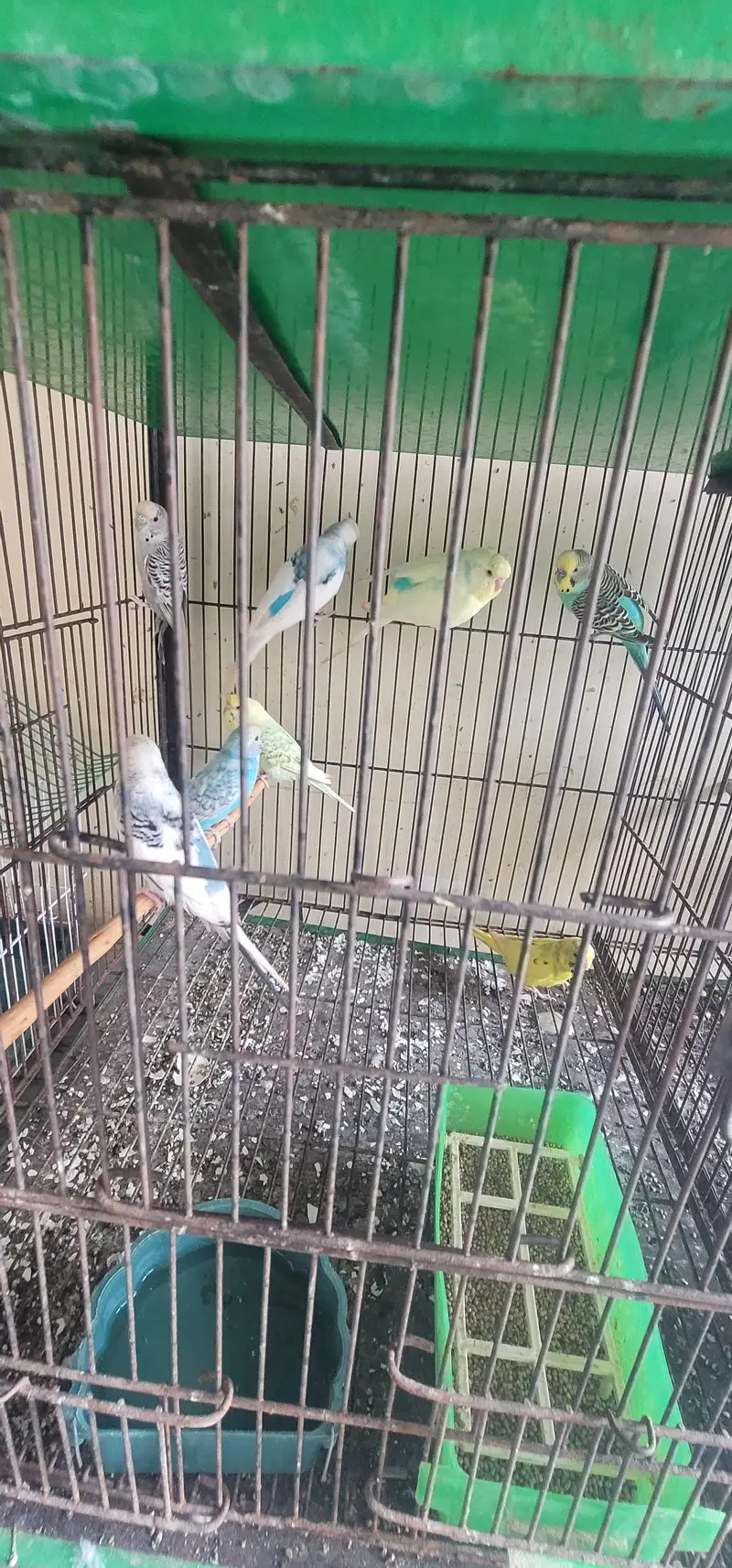 Australia parrots  — photo 4