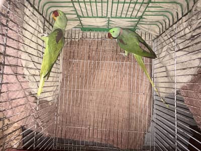 Talking parrots 2 year old beautiful couple nice pet