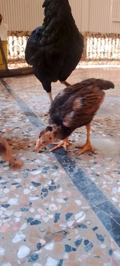 aseel hen with 7 chicks number 03275084473