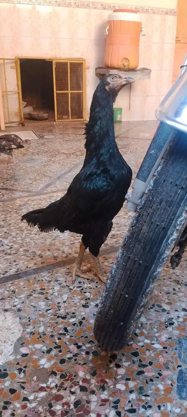 aseel hen with 7 chicks number 03275084473 — photo 2
