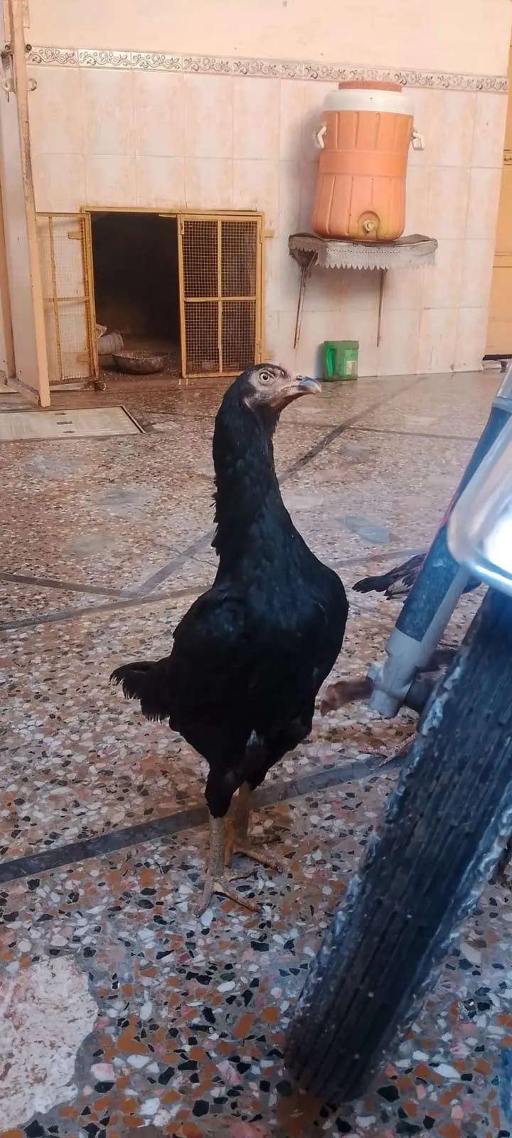aseel hen with 7 chicks number 03275084473 — photo 3