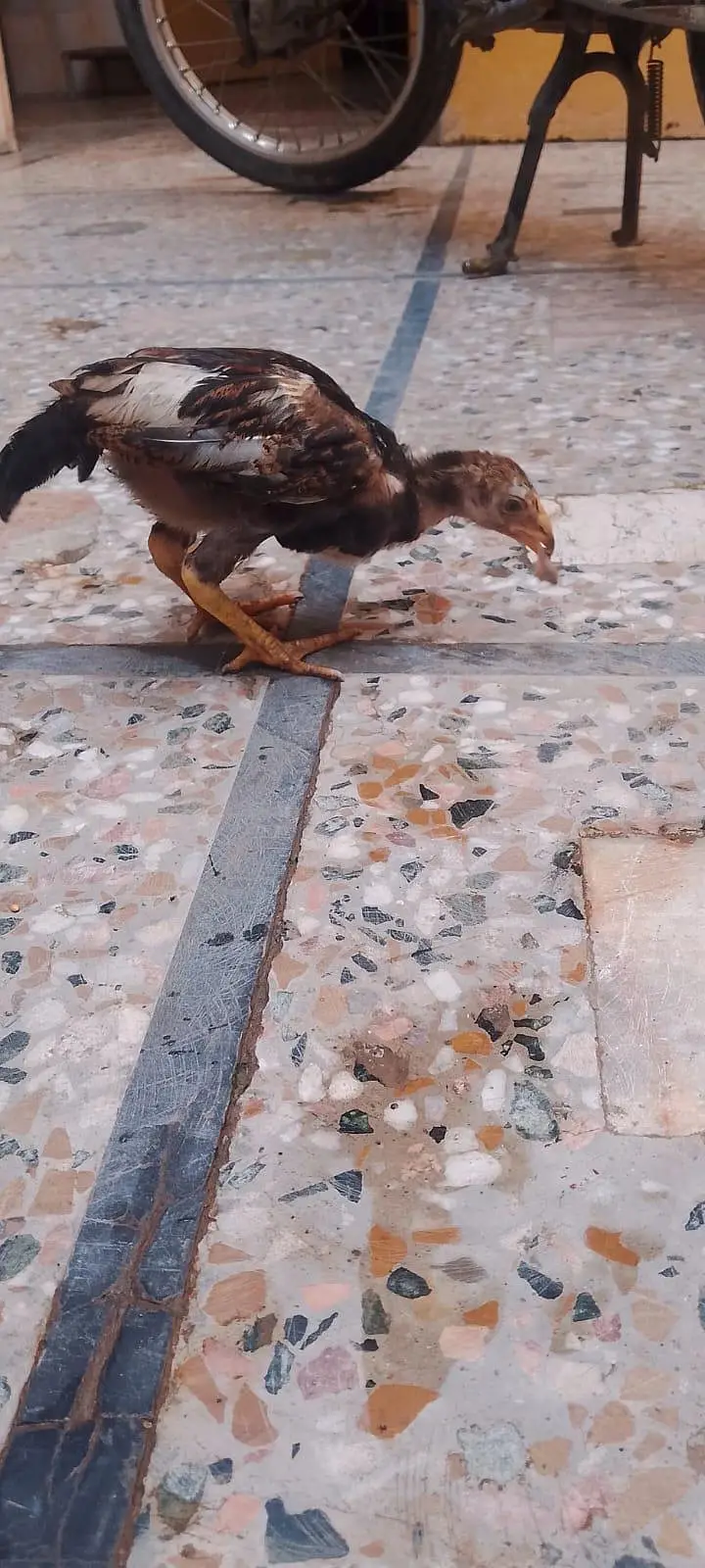 aseel hen with 7 chicks number 03275084473 — photo 4