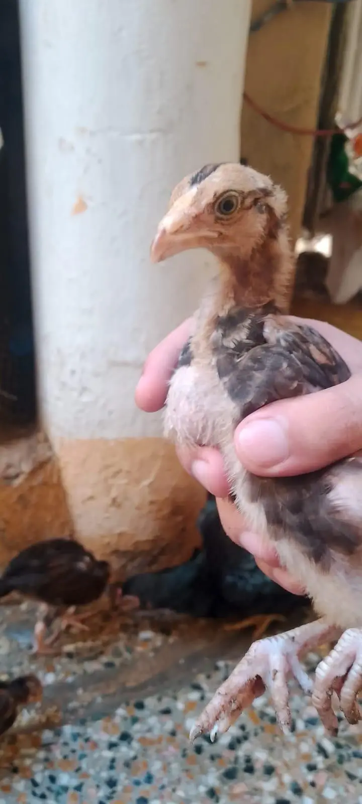 aseel hen with 7 chicks number 03275084473 — photo 5