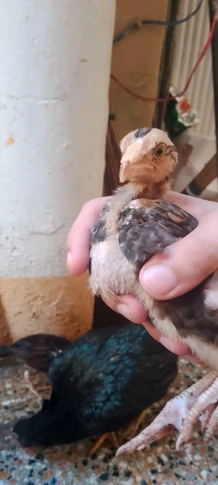 aseel hen with 7 chicks number 03275084473 — photo 6