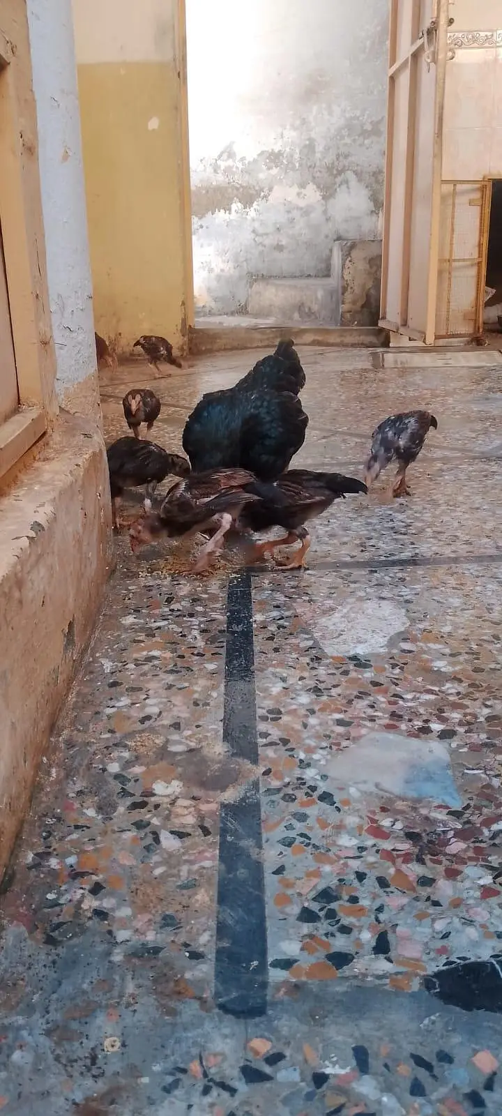 aseel hen with 7 chicks number 03275084473 — photo 7
