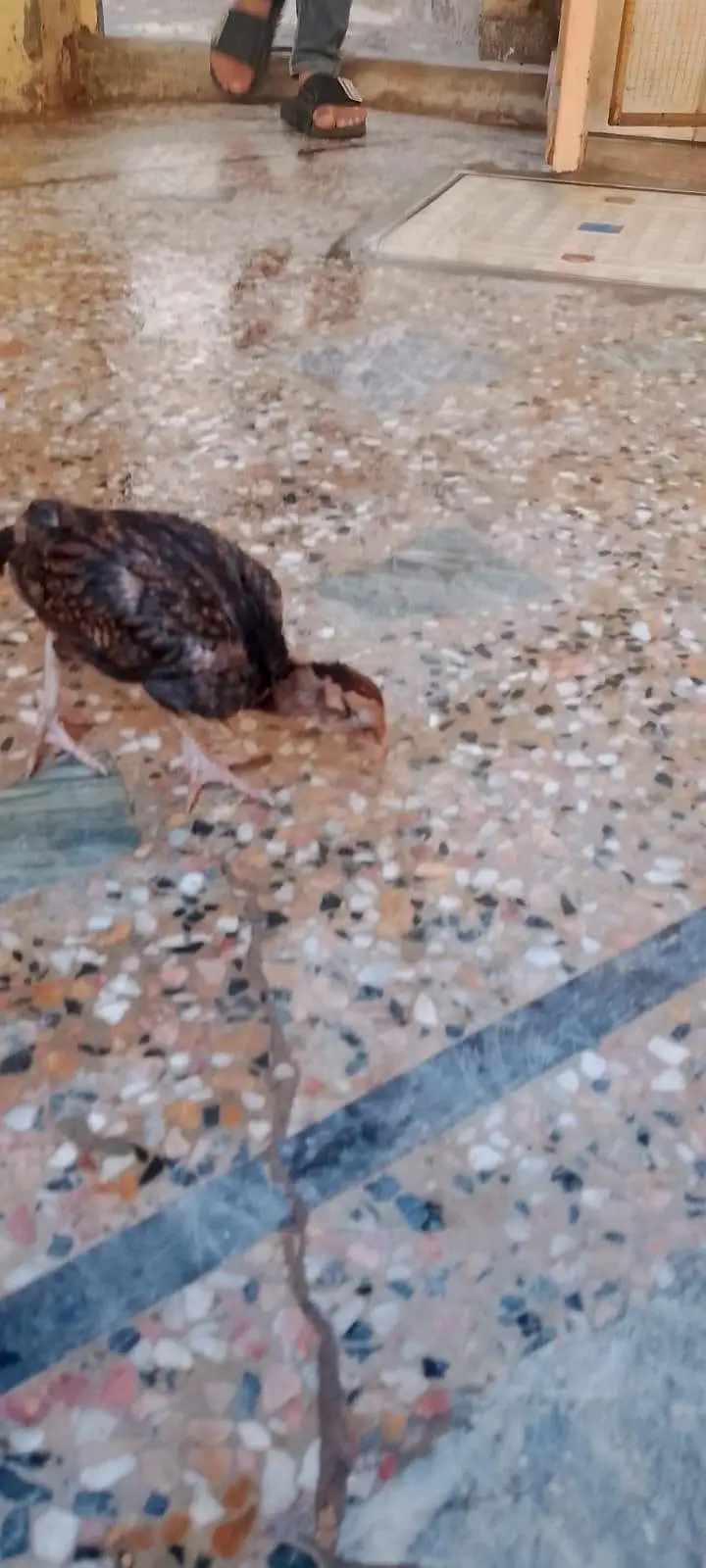 aseel hen with 7 chicks number 03275084473 — photo 8