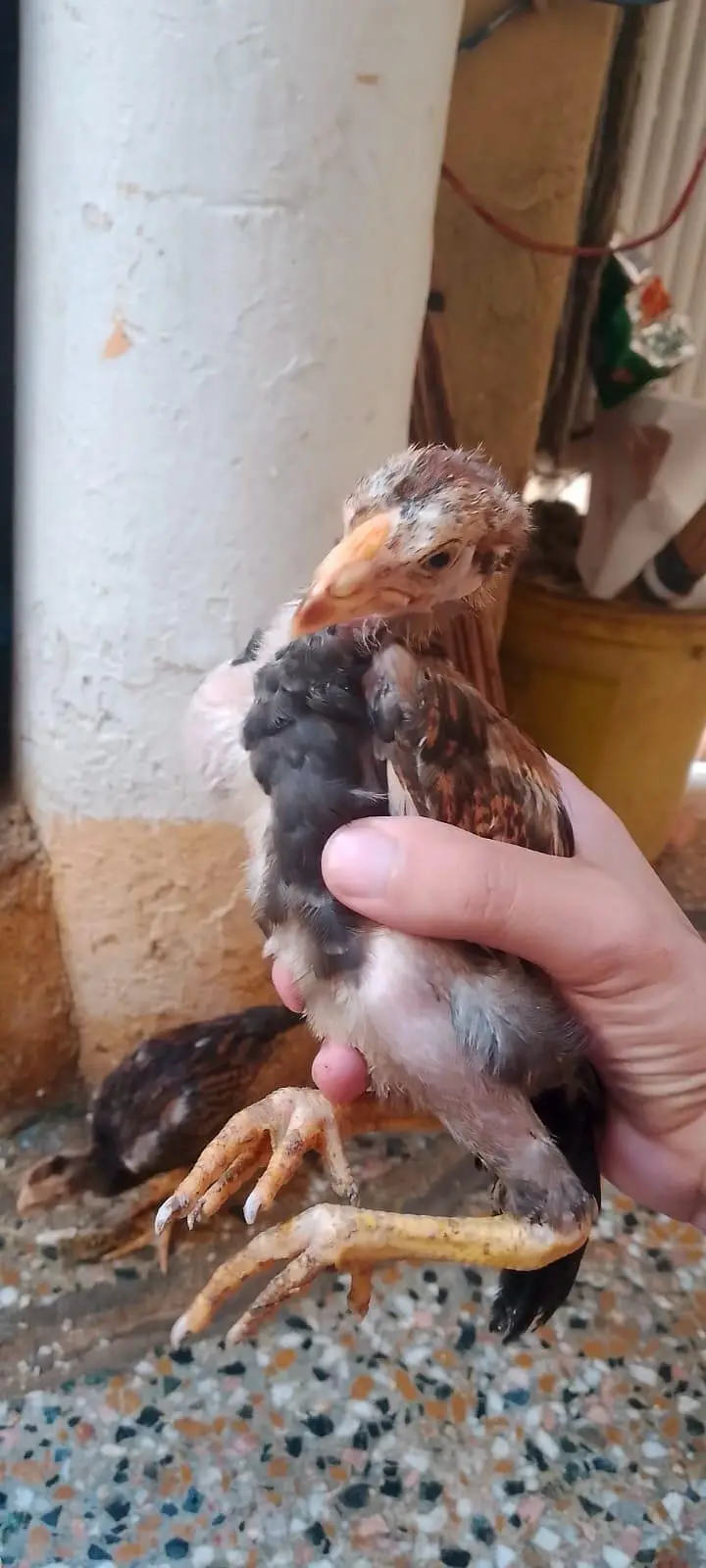 aseel hen with 7 chicks number 03275084473 — photo 9