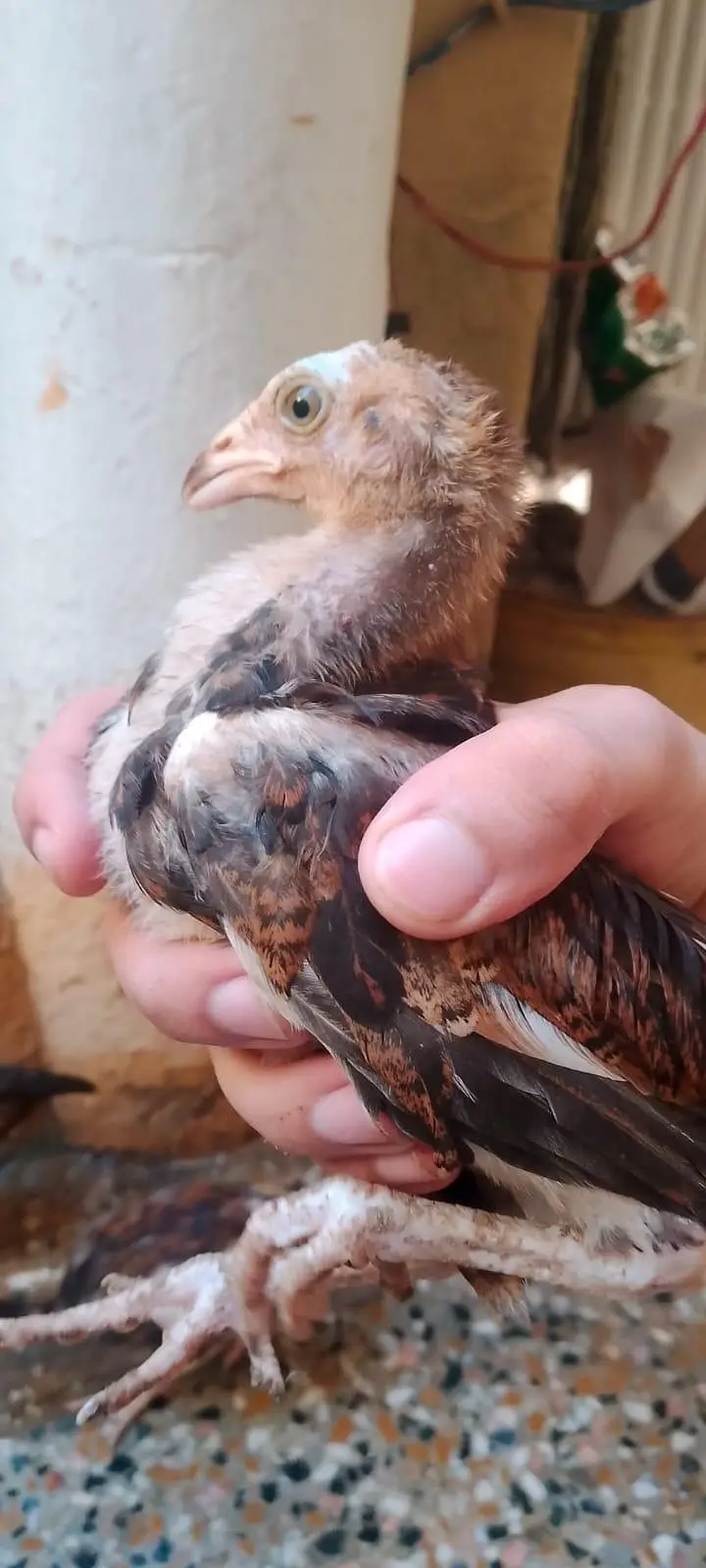 aseel hen with 7 chicks number 03275084473 — photo 10