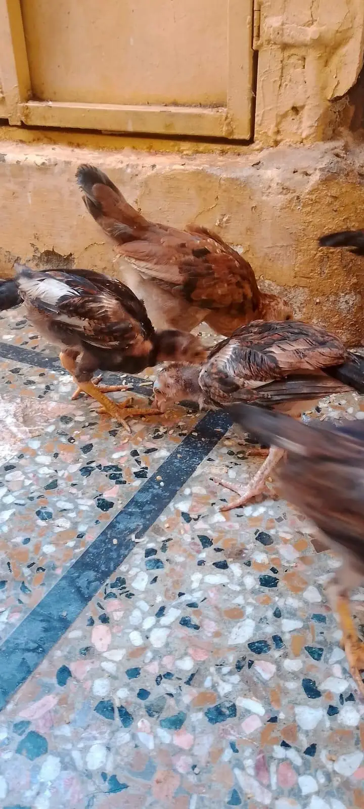 aseel hen with 7 chicks number 03275084473 — photo 11