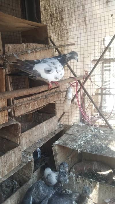 Kabooter for sale