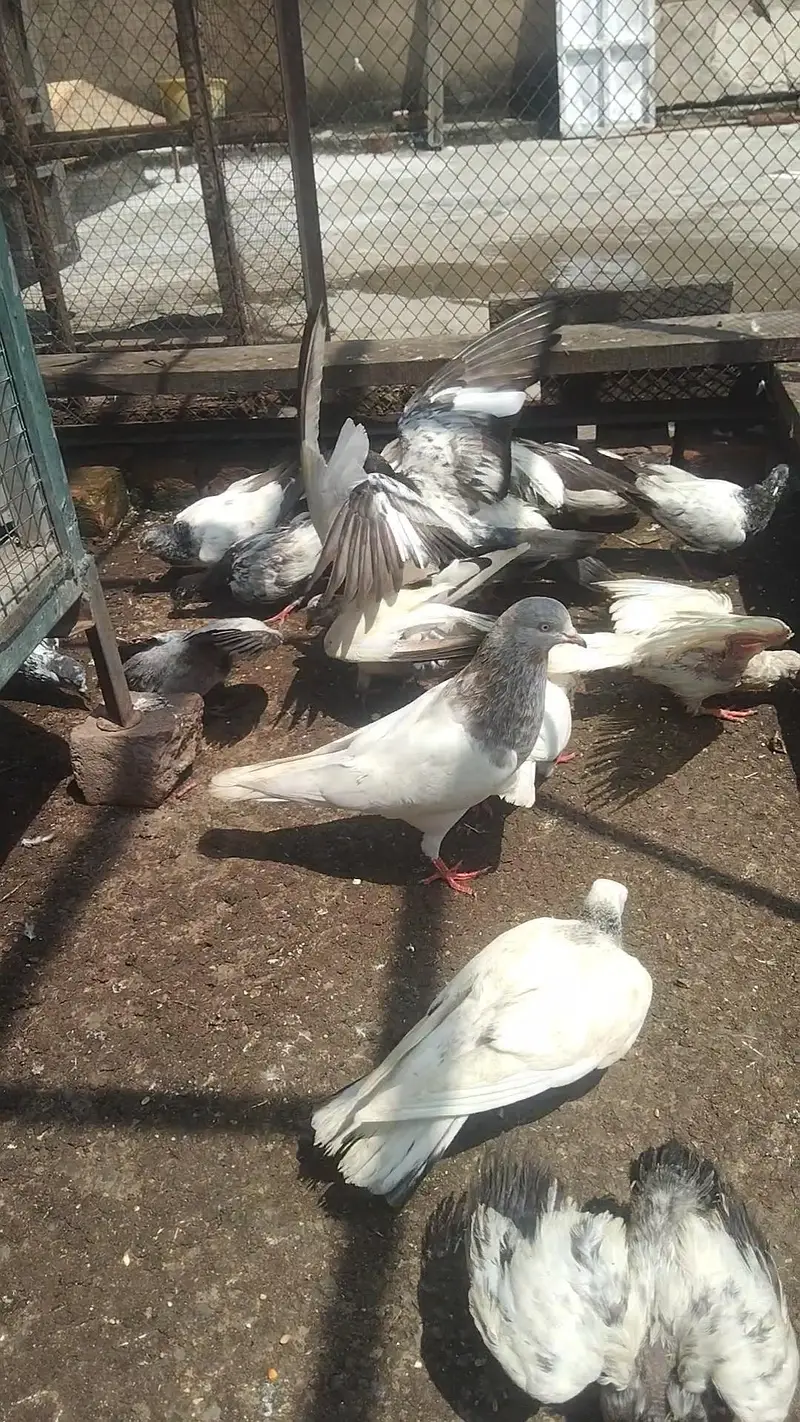 Kabooter for sale — photo 4