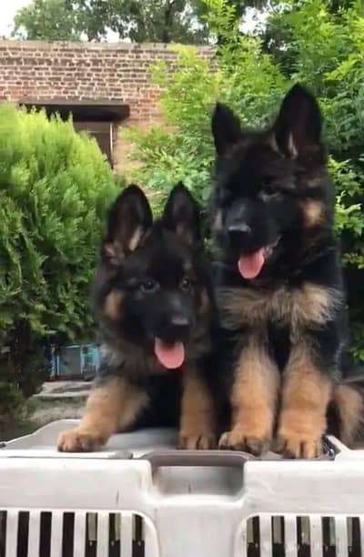 German shepherd | Puppy | GSD | Dog for sale | Whatsapp O32124O54O9